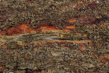 Background of pine bark of wet tree are covered by spores of the lichen.