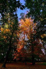 Fototapeta premium leuchtender herbst 2