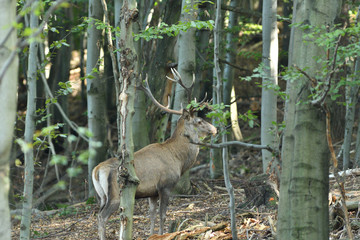 Portrait of deer stag head with antlers in the forest during mating season  