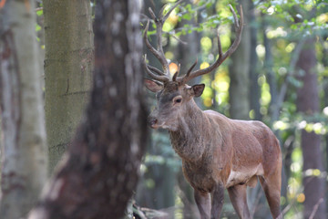 Stag deer with antlers walking in the woods in pairing season