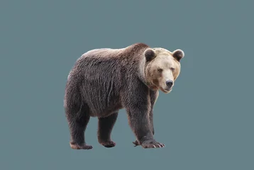 Türaufkleber European brown bear in motion. © photoobject