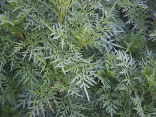Green Leaf Wallpaper, Closed up view of leaf, Chatuchak Park, Bangkok, Thailand