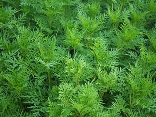 Green Leaf Wallpaper, Closed up view of leaf, Chatuchak Park, Bangkok, Thailand