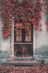 Vintage wooden door and autumn ivy. The doorstep and the ground are covered with red leaves.