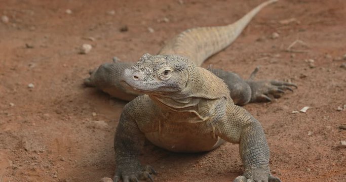 The Komodo dragon, (Varanus komodoensis), The Komodo monitor looking for food