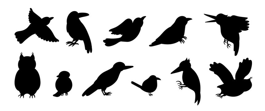 Vector set of cartoon style hand drawn flat funny cuckoos, woodpeckers, owls, raven, wren silhouettes. Cute black and white illustration of woodland birds for children’s design. .