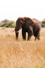 Obraz premium Big African elephant in grass field of Serengeti Savanna - African Tanzania Safari trip