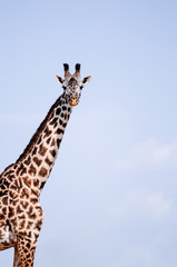 Giraffe head shot in Serengeti Savanna forest against sky - African Tanzania wildlife Safari