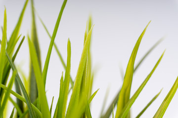 Green grass closeup with selective focus and crop fragment