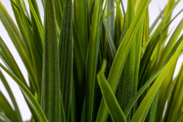 Green grass closeup with selective focus and crop fragment