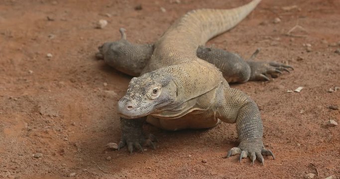 The Komodo dragon, (Varanus komodoensis), The Komodo monitor looking for food