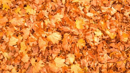 Autumn foliage background. Yellow leaves of maple on ground.