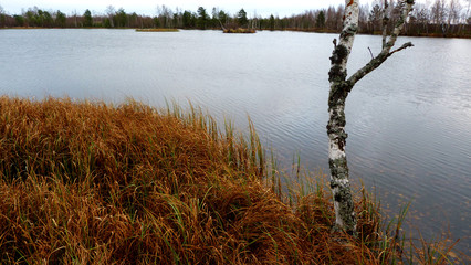 reflection of trees in the water