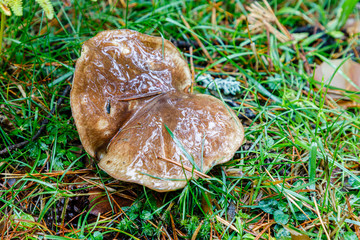 Wild mushrooms being born among the forest vegetation in Madrid