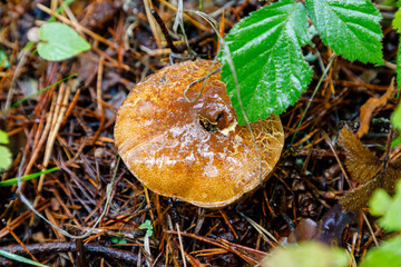 Wild mushrooms being born among the forest vegetation in Madrid