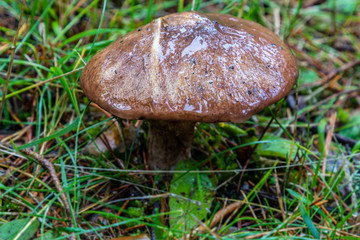 Wild mushrooms being born among the forest vegetation in Madrid