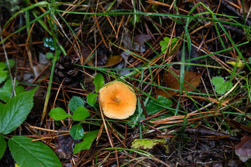 Wild mushrooms being born among the forest vegetation in Madrid