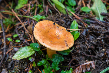 Wild mushrooms being born among the forest vegetation in Madrid