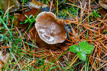 Wild mushrooms being born among the forest vegetation in Madrid