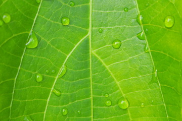 Closeup of beautiful water drops on fresh tropical shiny green leaf in the morning for natural concept, environment, bright green background and cool banner