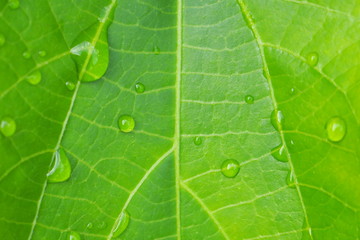 Closeup of beautiful water drops on fresh tropical green leaf in the morning for natural concept and bright green background