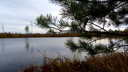 reflection of trees in water