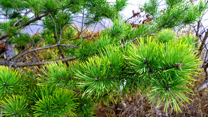 pine branch with cones