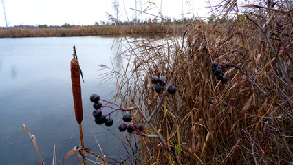 reeds in lake