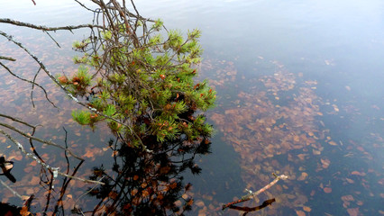 tree on lake