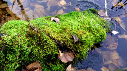 moss on tree
