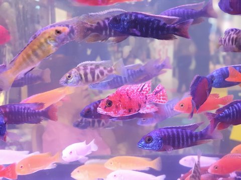 fish in aquarium