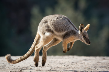 Naklejka na ściany i meble Yellow Footed Rock Wallaby hopping, Australian native animal.