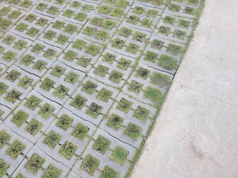 background of green leaves