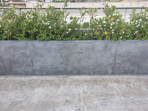 wall with plants