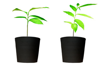 .Small plants in pots, black, white background