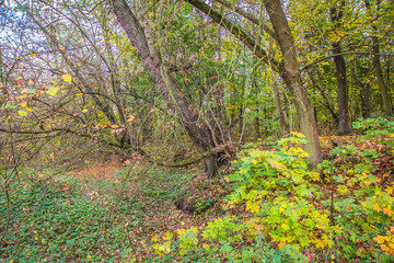 Forest on an autumn day