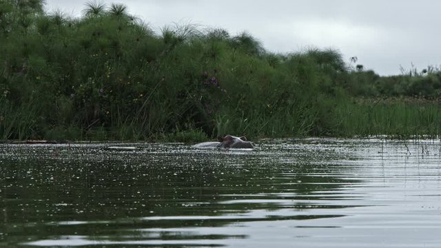 Medium close up heads of hippos playing in the akagera river 