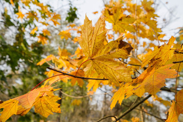 Naklejka na ściany i meble Maple (Acer) tree leaves in autumn