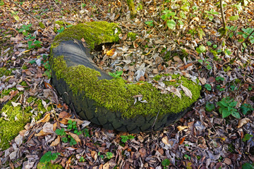 Discarded car tire in the forest.