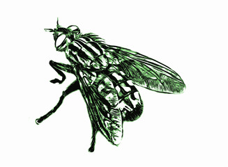 Housefly, insect