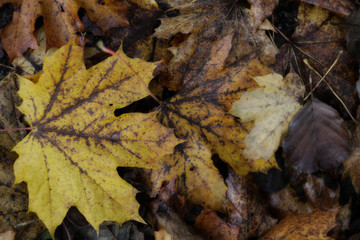 wet fallen autumn leafs on the ground