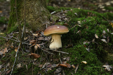 Edible forest mushroom Boletus Edulis or porcini fungus