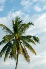 Fototapeta na wymiar Coconut tree with blue sky