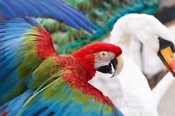 macaw parrot. A closed up details of a stuffed macaw parrot, Taxidermy animal.