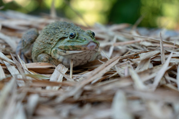 Close up of big frog on leaf pile