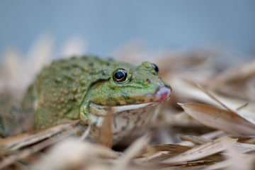 Close up of big frog on leaf pile