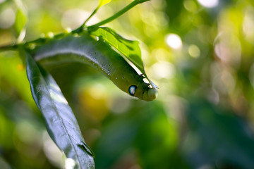 Close up oleander hawk moth caterpillar eating