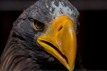 Adler