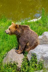 Fototapeta premium Braunbeer