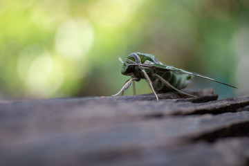 Close up of green night butterfly on the old wood 